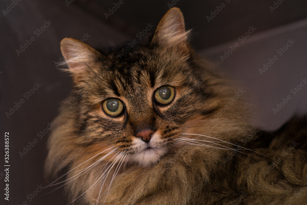 domestic long hair cat face close-up photo