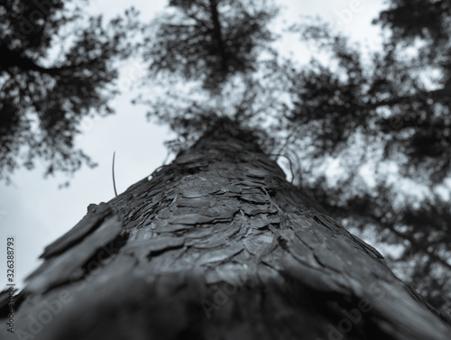 Pine tree view from the bottom up photo