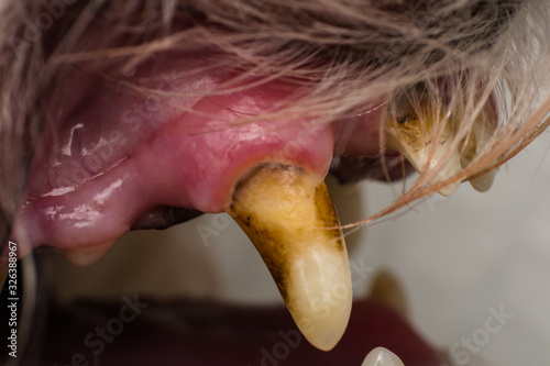 close-up photo of a dog teeth with tartar or bacterial plaque photo