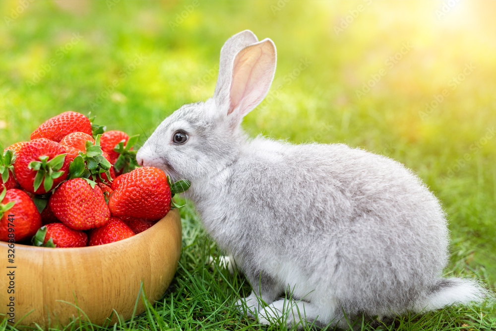 © Kirill Gorlov - Cute beautiful gray fluffy rabbit sitting on green grass lawn backyard and smell, eat and tasting ripe red strawberry in wooden bowl. Small sweet bunny at garden sunny day. Easter animal background © Kirill Gorlov - Cute beautiful gray fluffy rabbit sitting on green grass lawn backyard and smell, eat and tasting ripe red strawberry in wooden bowl. Small sweet bunny at garden sunny day. Easter animal background