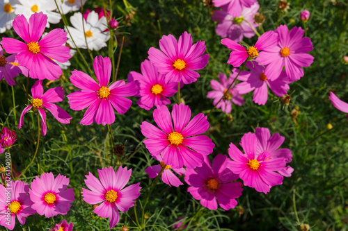 Beautiful cosmos flower field in sunny.