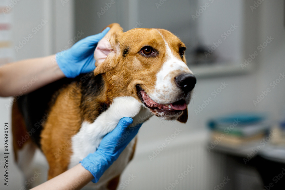 Woman vet examines beagle dog ears in veterinary clinic. Close-up of female hands and dog