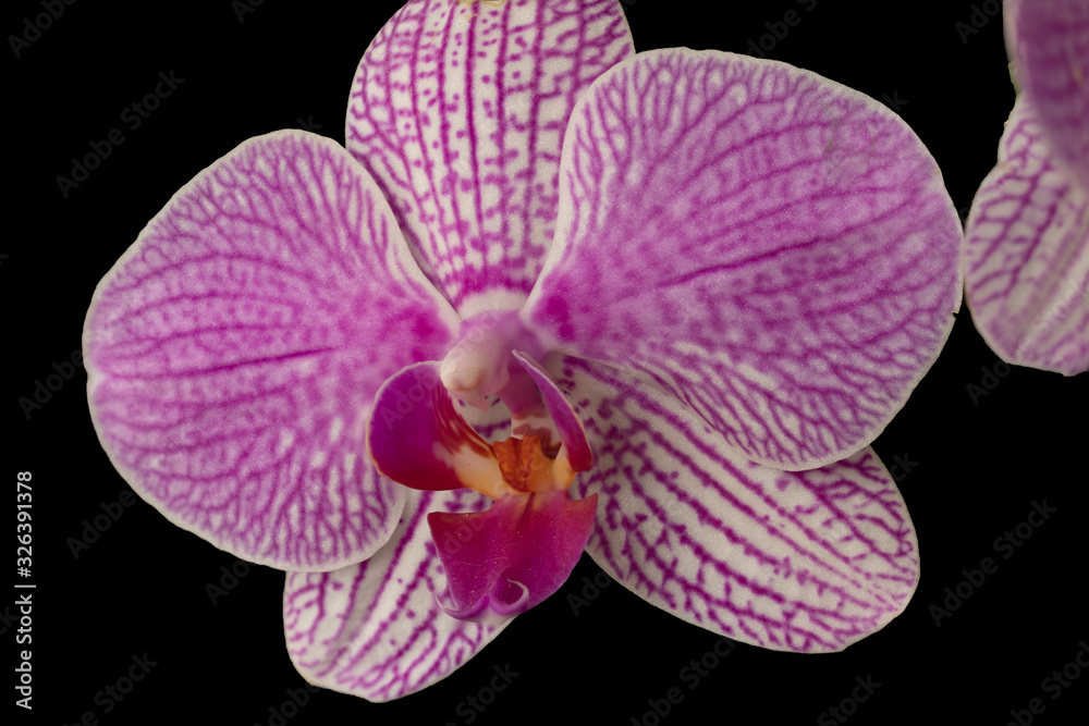 Close up de Orquidea em tons de rosa Close up de Orquidea em tons de rosa