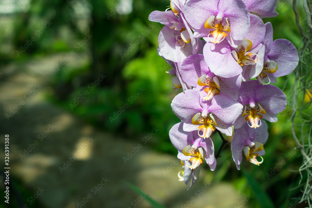 Fototapeta premium Fresh branch with bright lilac orchid flowers close-up with copy space for text. Concept of spa salon, flower shop, gardening, planting, house plants. Growing tips. Caring for tropical plants indoors.