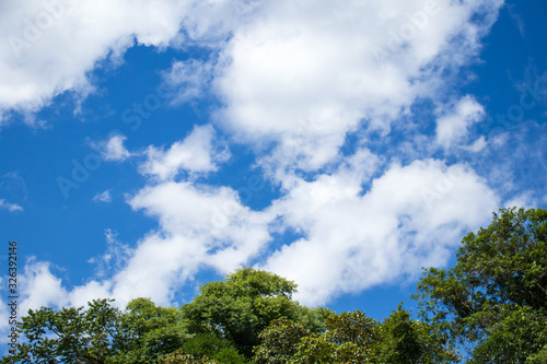 trees with sun and blue sky