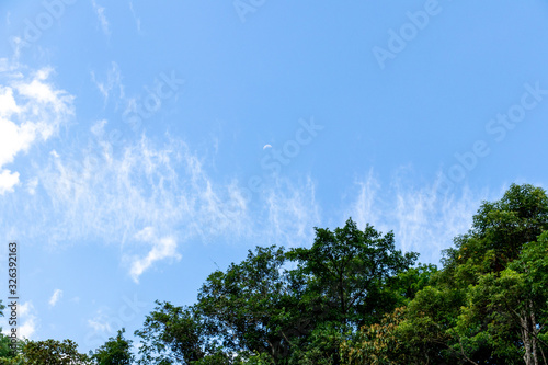 trees with sun and blue sky