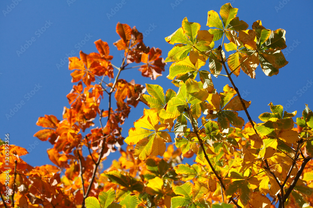 Fototapeta premium gelb verfärbtes Herbstlaub an einem Kastanienbaum, Blauer Himmel, Deutschland, Europa