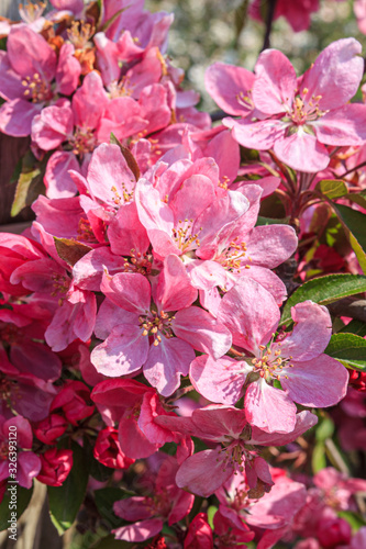 Nahaufnahme von pinkfarbenen Apfelblüten / Hochformat