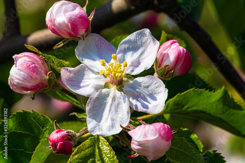 Zweig mit Apfelblüten und - knospen