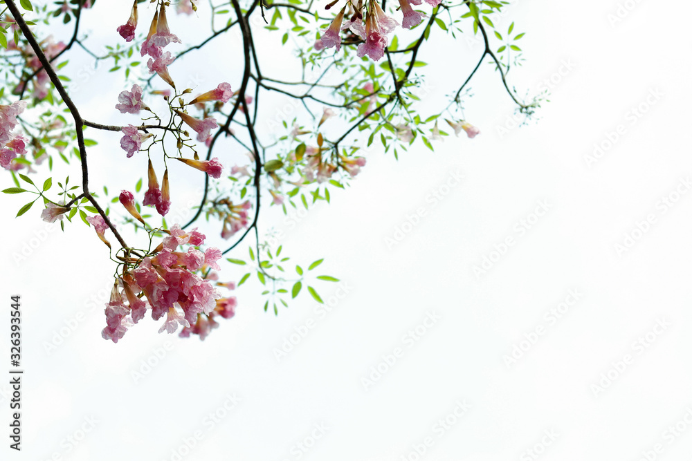 Fototapeta premium Pink trumpet with tiny green leave on branch tree isolated background