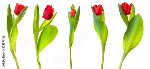 Gorgeous red tulips (lily family, Liliaceae) isolated on white background, including clipping path. photo