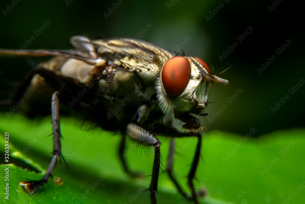 Diptera on green leaf in the forest with blurred green background. House Fly or Musca domesticastand on the leaves. Diptera on green leaf in the forest with blurred green background. House Fly or Musca domesticastand on the leaves.