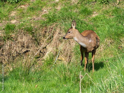 Roe deer ( capreolus capreolus) standing