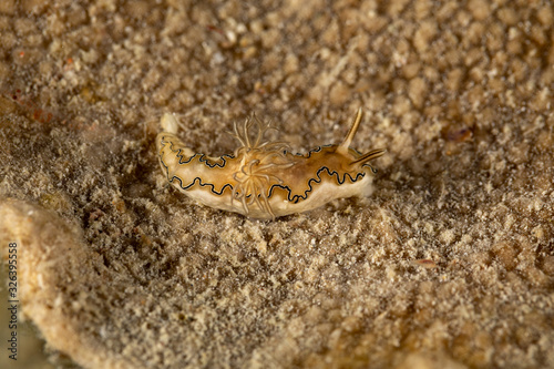 The most beautiful underwater snails of the Indian and Pacific Ocean © GeraldRobertFischer