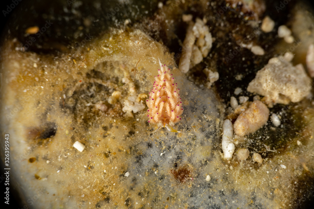 The most beautiful underwater snails of the Indian and Pacific Ocean