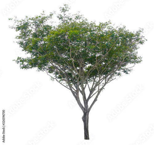 Tree isolated on white background. Suitable for use in architectural design or Decoration work. Used with natural articles both on print and website.