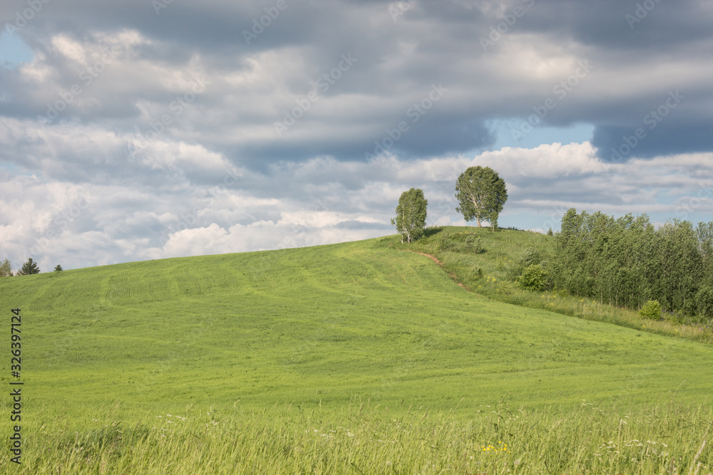 Two trees on a hill in the middle of a field