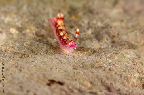 The most beautiful underwater snails of the Indian and Pacific Ocean