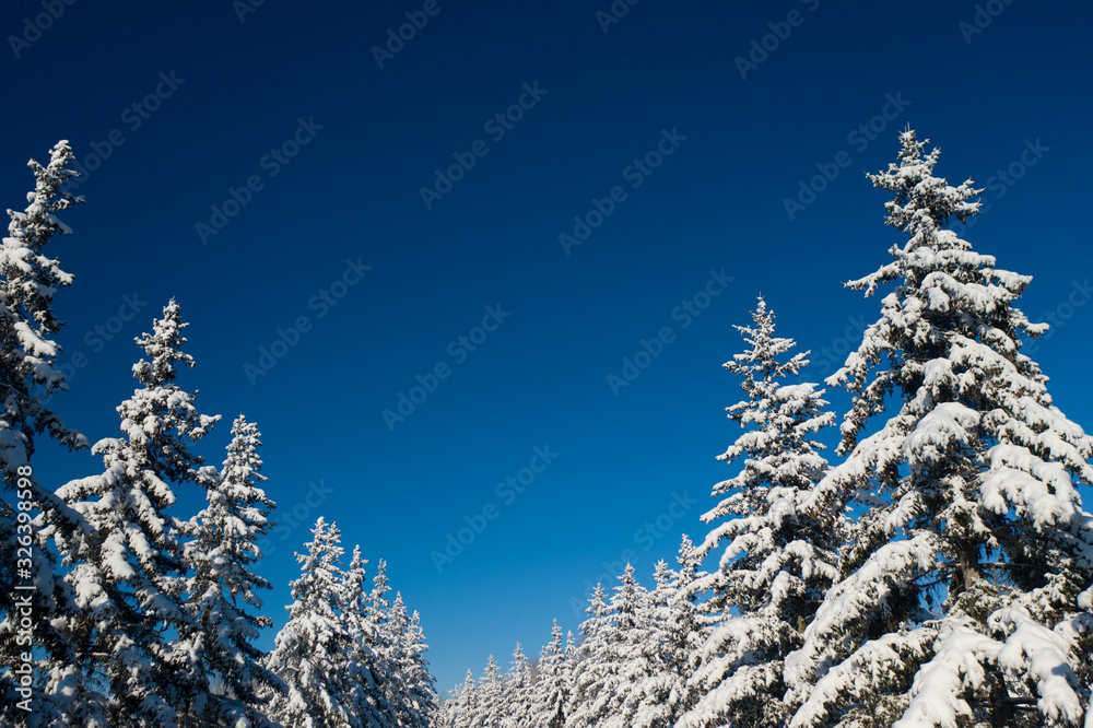 Beautiful wintertime background. Fantastic fluffy Christmas trees in the snow. Postcard with tall pine, blue sky and snowdrift. Winter landscape in the sunny day. New Year scenery Beautiful wintertime background. Fantastic fluffy Christmas trees in the snow. Postcard with tall pine, blue sky and snowdrift. Winter landscape in the sunny day. New Year scenery