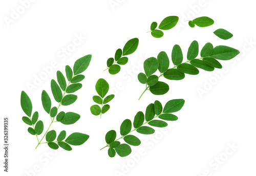 moringa leaves isolated on white background photo