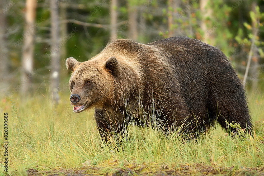 Big brown bear 