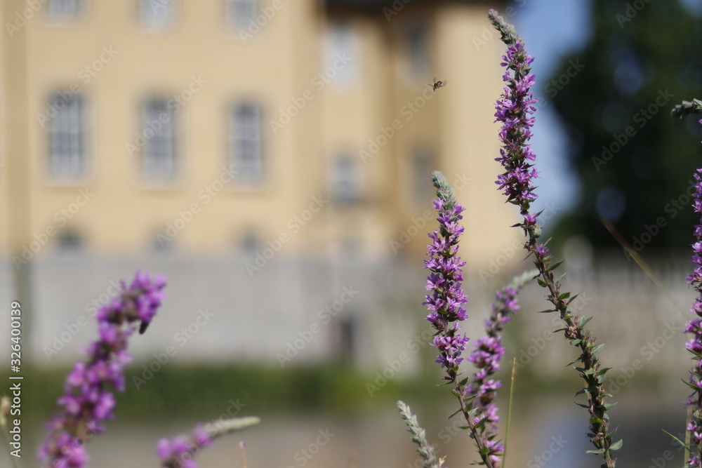 Fototapeta premium Biene