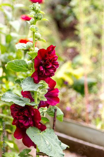 bright burgundybright burgundy flowers hollyhock in the garden closeup, place for text