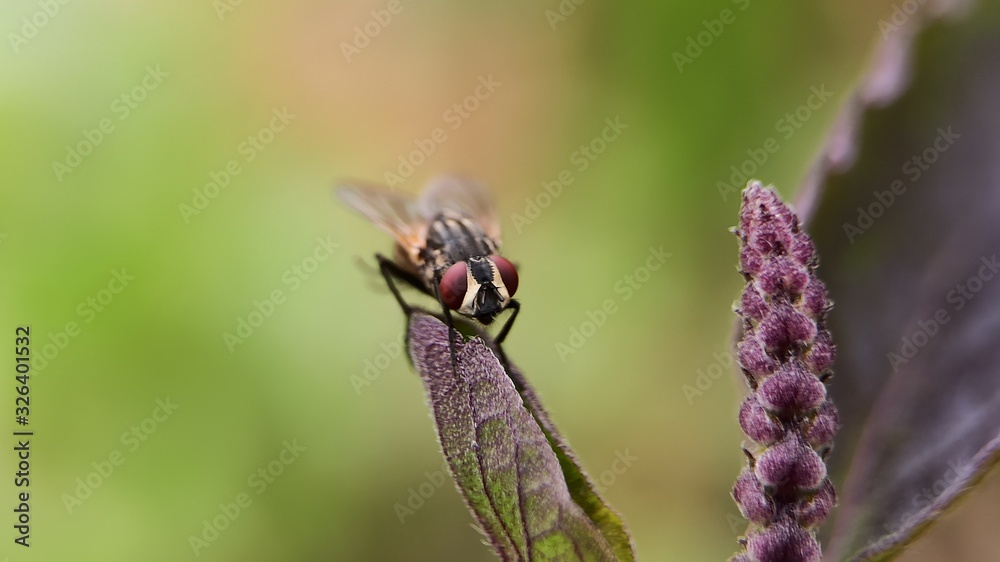Fototapeta premium Fly on Holy basil plant in early summer season