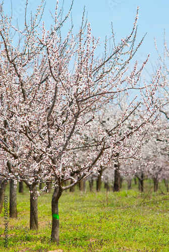 Almond trees