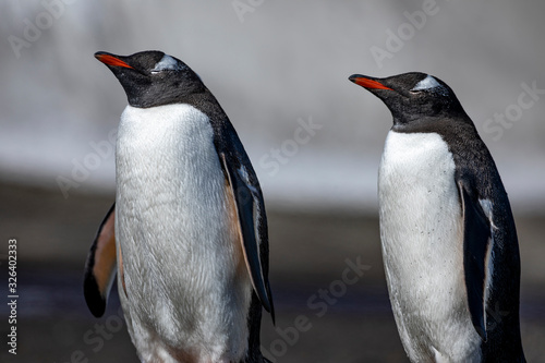 Penguin couple