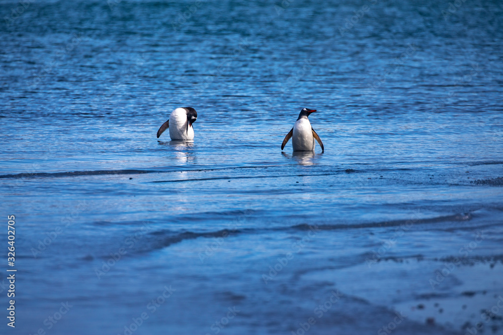 Naklejka premium Gentoo penguin bathe