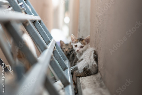 Fototapeta Naklejka Na Ścianę i Meble -  Dirty homeless kitten