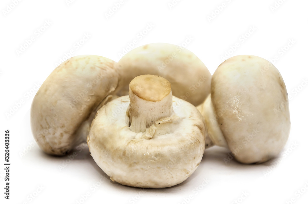 porcini mushrooms, champignons on a white background. porcini mushrooms, champignons on a white background.
