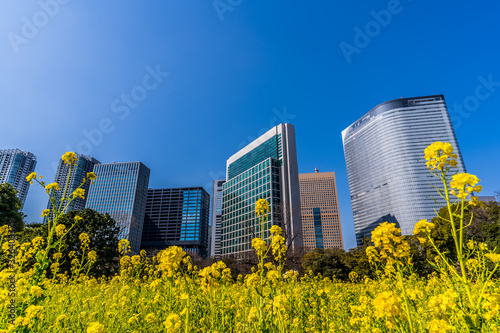 浜離宮恩賜庭園の菜の花と東京の高層ビル ~ Tokyo skyscrapers and canola flower ~ © 拓也 神崎