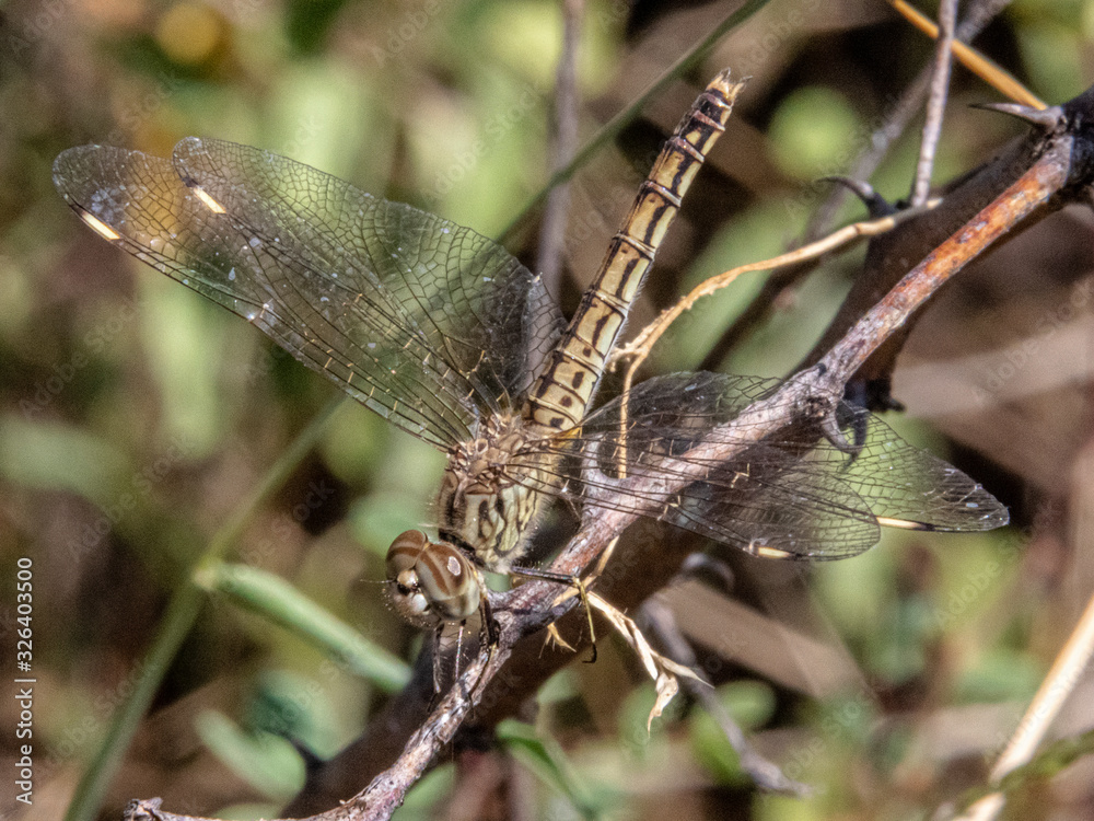 This femalo dragonfly looked very different from the male counterpart. Beautiful though. Lake Baringo, Kenya. This femalo dragonfly looked very different from the male counterpart. Beautiful though. Lake Baringo, Kenya.