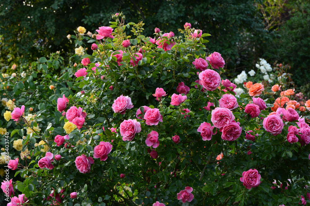 Blumen 1185 Blumen 1185