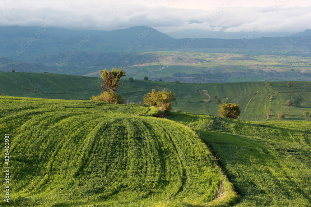 Naklejka premium rural landscape green cultivated fields