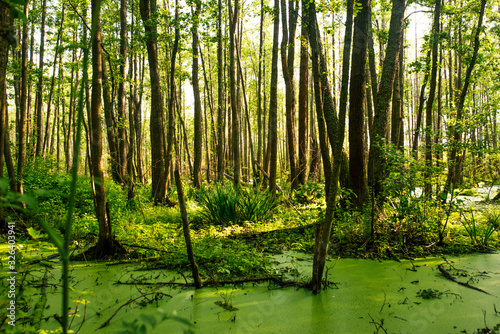 Panoramic view of the swamp in the forest. Picturesque magical landscape. Dense marshy forest.