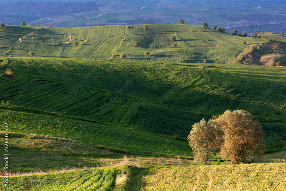 Obraz premium rural landscape green cultivated fields