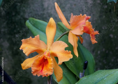 Beautiful orange color of Cattleya orchid flowers