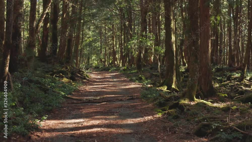 Aokigahara Jukai Forest, Forward push tilt shot revealing lonely path Aokigahara Jukai Forest, Forward push tilt shot revealing lonely path