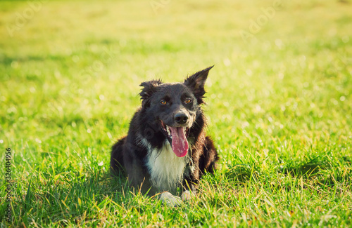 Portrait of joyful border collie dog laying down on the meadow, funny face mouth open showing long tongue, enjoying the sunny spring day. Outdoors background, adorable puppy on the lawn in the park. photo