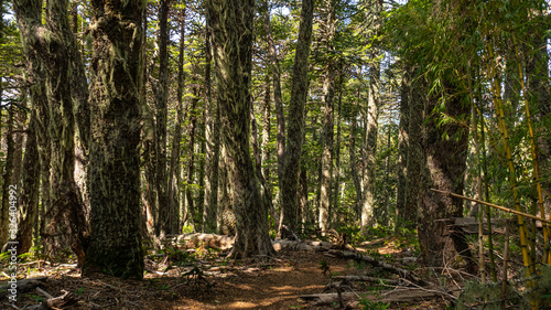 sendero  trekking  caminata  senderismo  de naturaleza  soleado  aire libre  contemplaci  n  bosque    rbol  sendero