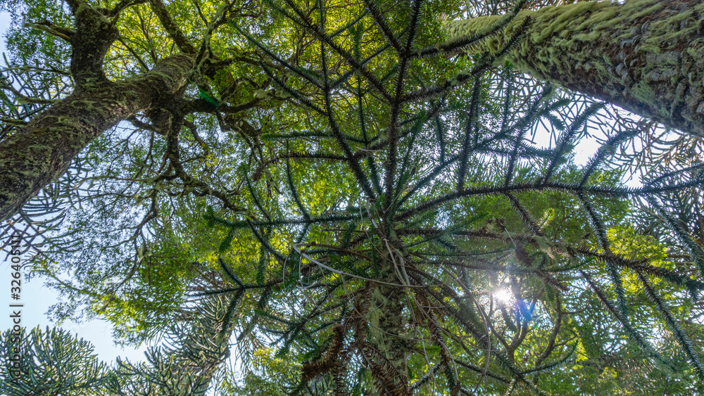 Fototapeta premium árbol, naturaleza, bosque, rocas, meditación, flores, verde