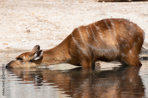 Tableau sur toile Sitatunga female drinking water in a pond