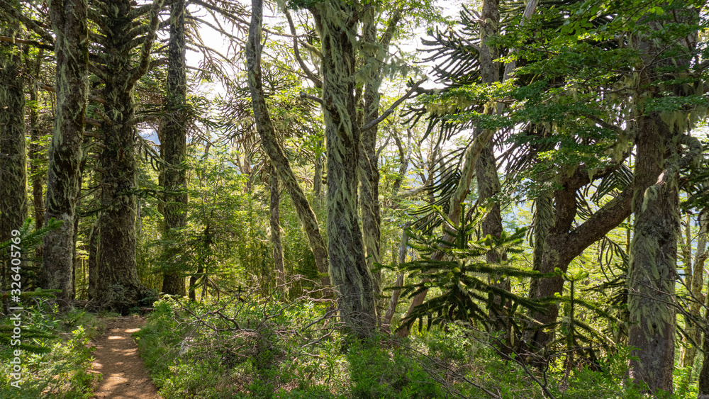 árbol, naturaleza, bosque, meditación, volcán, araucaria,montaña, asombro, sendero, trekking, caminata, senderismo, de naturaleza, araucaria, milenario, cielo, contemplación, volcanes árbol, naturaleza, bosque, meditación, volcán, araucaria,montaña, asombro, sendero, trekking, caminata, senderismo, de naturaleza, araucaria, milenario, cielo, contemplación, volcanes