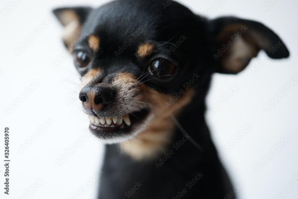 Close-up angry little black dog of toy terrier breed on a white background.Selective focus. Close-up angry little black dog of toy terrier breed on a white background.Selective focus.