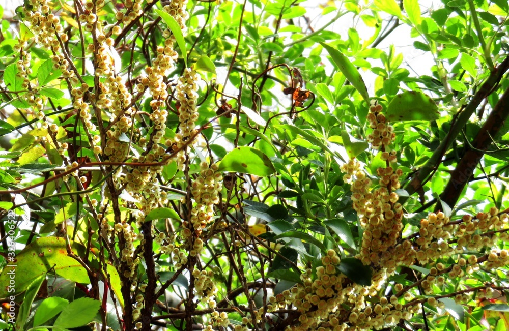 樒の花 春 日本の田舎 樒の花 春 日本の田舎