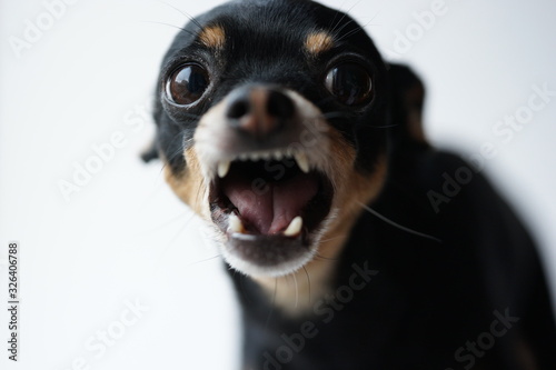Close-up angry little black dog of toy terrier breed on a white background.Selective focus. © Komchatnykh Tetiana