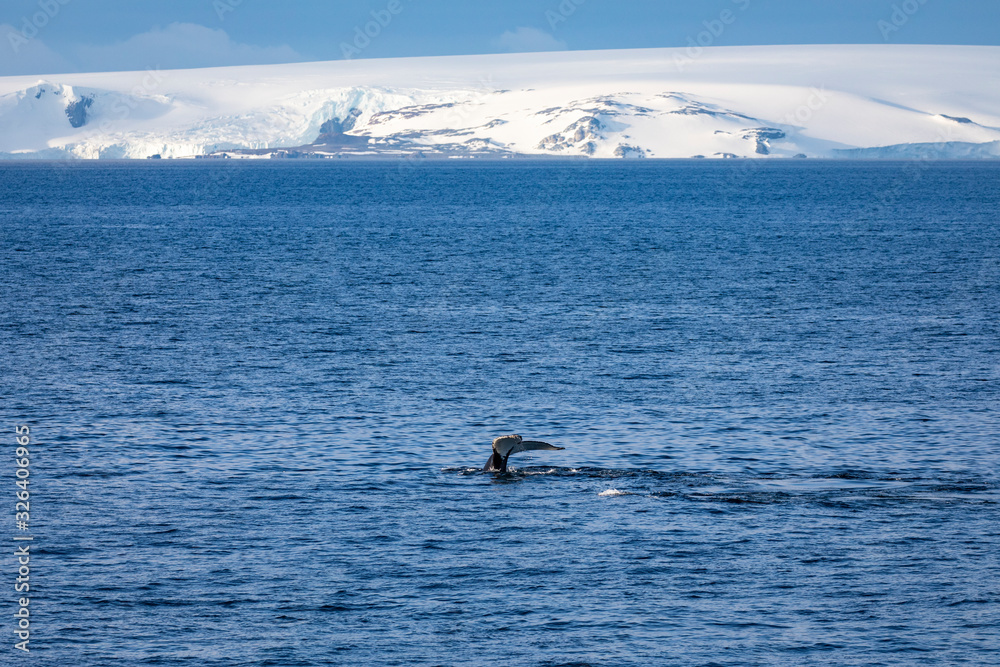 Fototapeta premium Humpback whale Antarctica